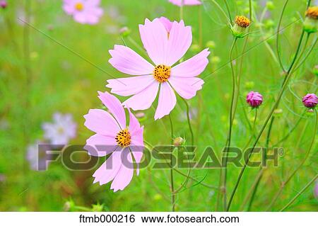 Cosmos View Large Photo Image Stock Photograph - Cosmos. Fotosearch