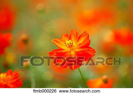 Cosmos View Large Photo Image Stock Photograph - Cosmos. Fotosearch