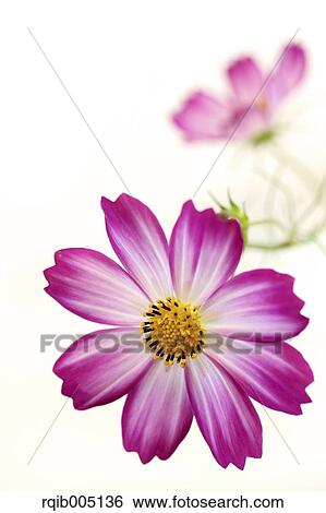 Stock Photograph - Cosmos. Fotosearch