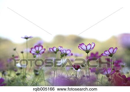 Cosmos View Large Photo Image Stock Photograph - Cosmos. Fotosearch