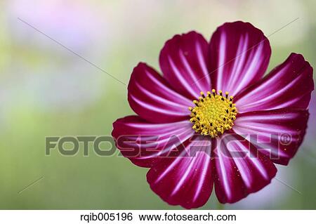 Stock Photograph - Cosmos. Fotosearch