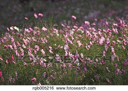 Stock Photograph - Cosmos. Fotosearch