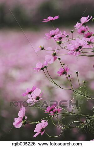 Stock Photograph - Cosmos. Fotosearch