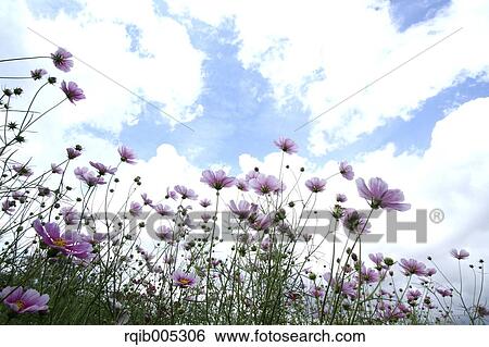 Stock Photograph - Cosmos. Fotosearch