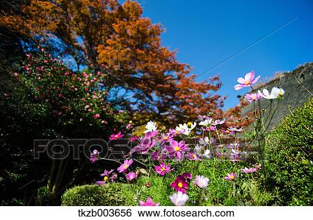 Cosmos View Large Photo Image Stock Photograph - Cosmos. Fotosearch