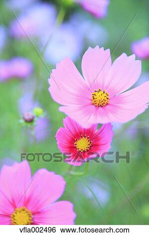 Cosmos View Large Photo Image Stock Photograph - Cosmos. Fotosearch