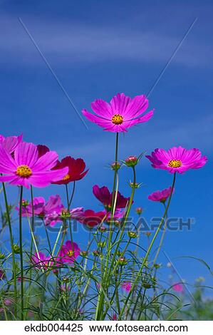 Stock Photography - Cosmos. Fotosearch
