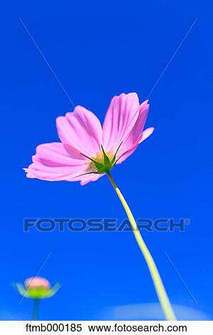 Stock Photography - Cosmos. Fotosearch