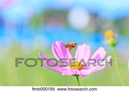 Cosmos View Large Photo Image Stock Photography - Cosmos. Fotosearch