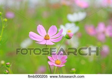 Cosmos View Large Photo Image Stock Photography - Cosmos. Fotosearch