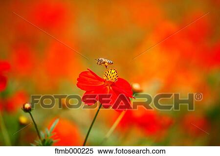 Stock Photography - Cosmos. Fotosearch