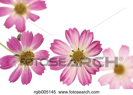 Stock Photography - Cosmos. Fotosearch
