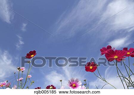 Cosmos View Large Photo Image Stock Photography - Cosmos. Fotosearch