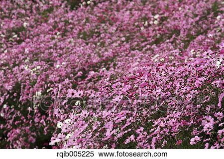 Stock Photography - Cosmos. Fotosearch