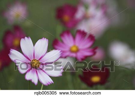 Stock Photography - Cosmos. Fotosearch