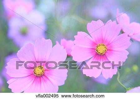 Cosmos View Large Photo Image Stock Photography - Cosmos. Fotosearch