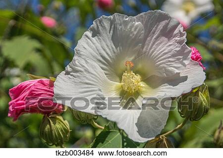 Picture - Cotton rose flower. Fotosearch