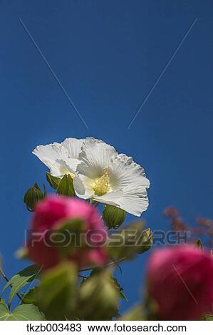 Cotton rose flower View Large Photo Image Stock Image - Cotton rose flower. Fotosearch