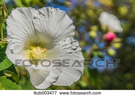 Cotton rose flower View Large Photo Image Stock Photo - Cotton rose flower. Fotosearch