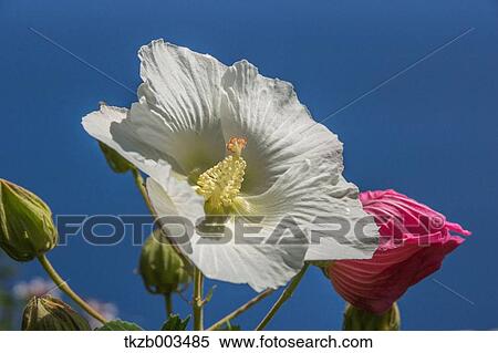 Cotton rose flower View Large Photo Image Stock Photography - Cotton rose flower. Fotosearch