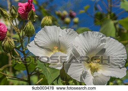 Cotton rose flowers View Large Photo Image Stock Photo - Cotton rose flowers. Fotosearch