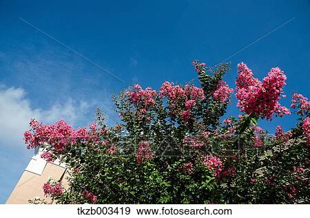 Stock Photo - Crape Myrtle and summer sky. Fotosearch