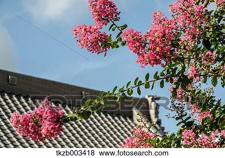 Stock Photo - Crape myrtle flowers and sky. Fotosearch