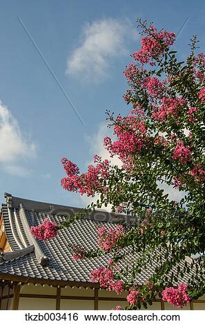 Stock Photograph - Crape myrtle flowers and sky. Fotosearch