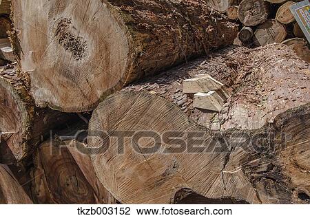 Cut cedar trees View Large Photo Image Stock Image - Cut cedar trees. Fotosearch