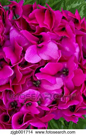 Cyclamen View Large Photo Image Picture - Cyclamen. Fotosearch