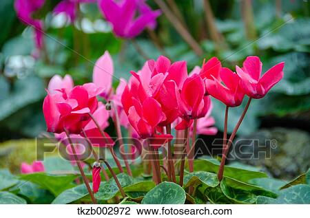 Cyclamen View Large Photo Image Stock Image - Cyclamen. Fotosearch