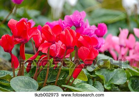 Stock Image - Cyclamen. Fotosearch
