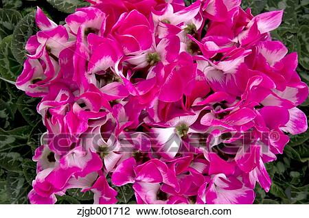 Cyclamen View Large Photo Image Stock Image - Cyclamen. Fotosearch
