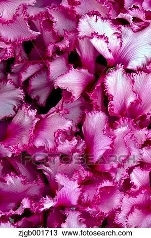 Cyclamen View Large Photo Image Stock Image - Cyclamen. Fotosearch