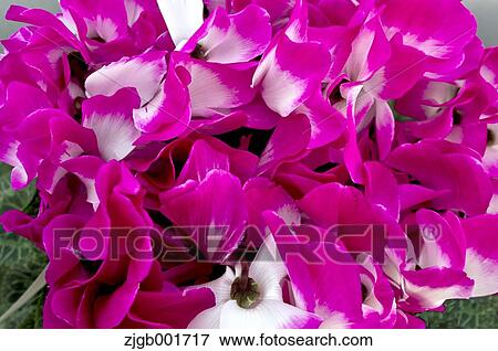 Cyclamen View Large Photo Image Stock Photo - Cyclamen. Fotosearch