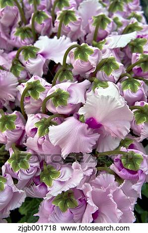 Stock Photo - Cyclamen. Fotosearch