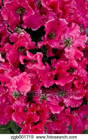 Stock Photo - Cyclamen. Fotosearch