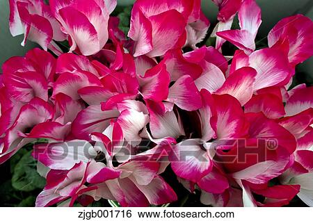 Stock Photograph - Cyclamen. Fotosearch