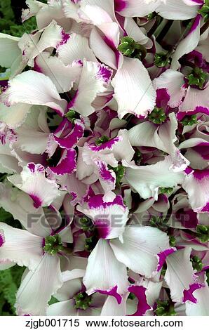 Stock Photography - Cyclamen. Fotosearch