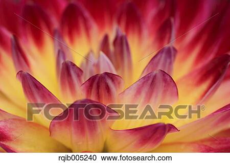 Stock Image - Dahlia. Fotosearch