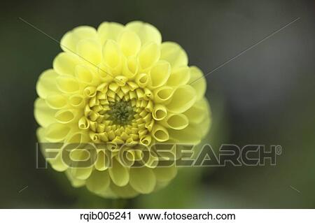 Stock Image - Dahlia. Fotosearch