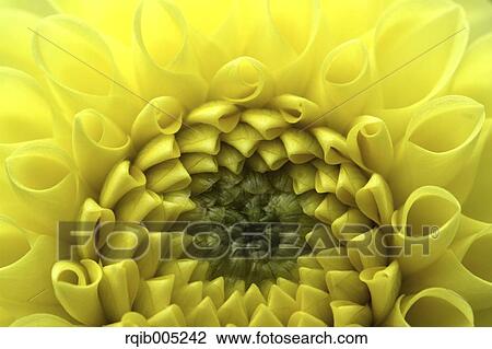 Stock Image - Dahlia. Fotosearch
