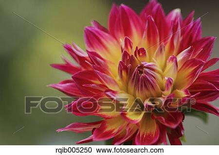 Stock Image - Dahlia. Fotosearch