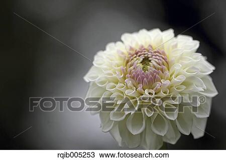 Dahlia View Large Photo Image Stock Image - Dahlia. Fotosearch