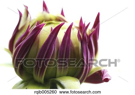 Dahlia View Large Photo Image Stock Image - Dahlia. Fotosearch