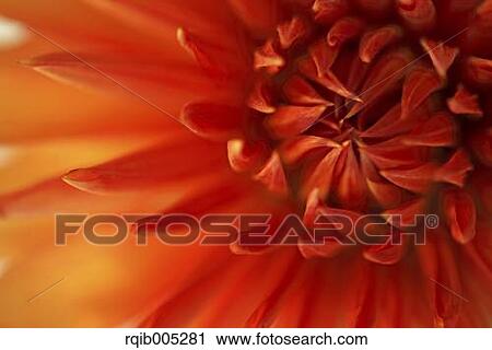 Stock Image - Dahlia. Fotosearch