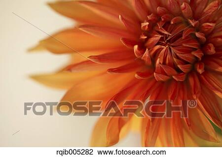 Dahlia View Large Photo Image Stock Image - Dahlia. Fotosearch