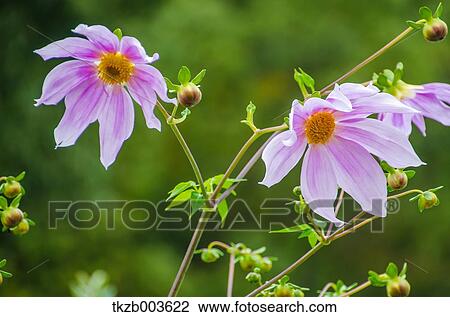 Stock Image - Dahlia. Fotosearch