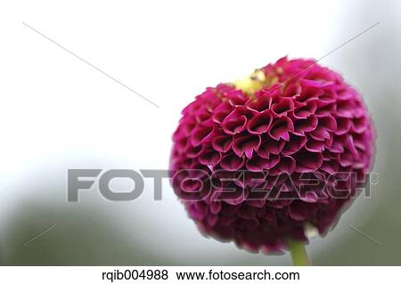 Stock Photo - Dahlia. Fotosearch