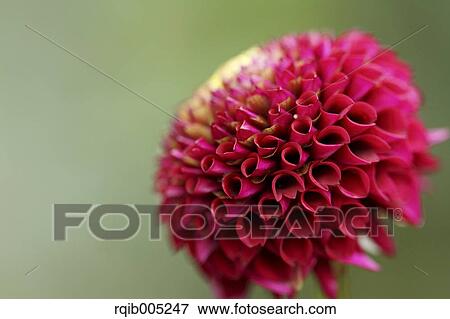 Stock Photo - Dahlia. Fotosearch
